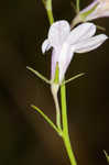 Canby's lobelia